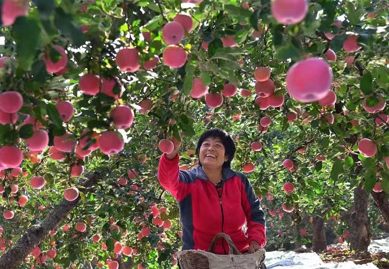 淄博版沂源苹果沂源苹果批发市场-第2张图片-太平洋在线下载